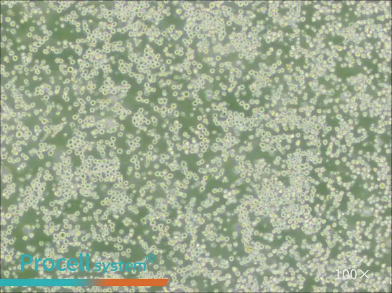 35.1 Cell Complete Medium - 1