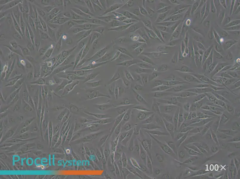 SW962 (DMEM) Cell Complete Medium - 1