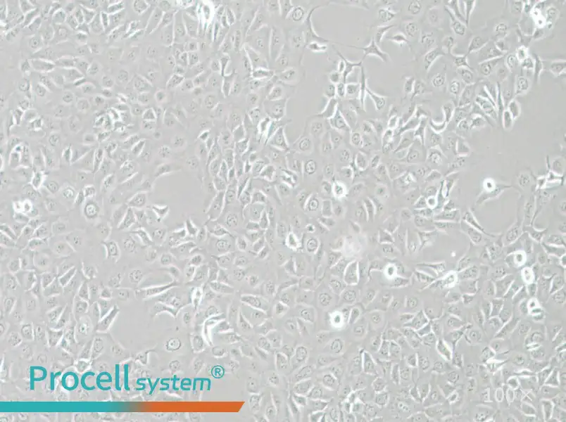 HCE-T Cell Complete Medium - 3