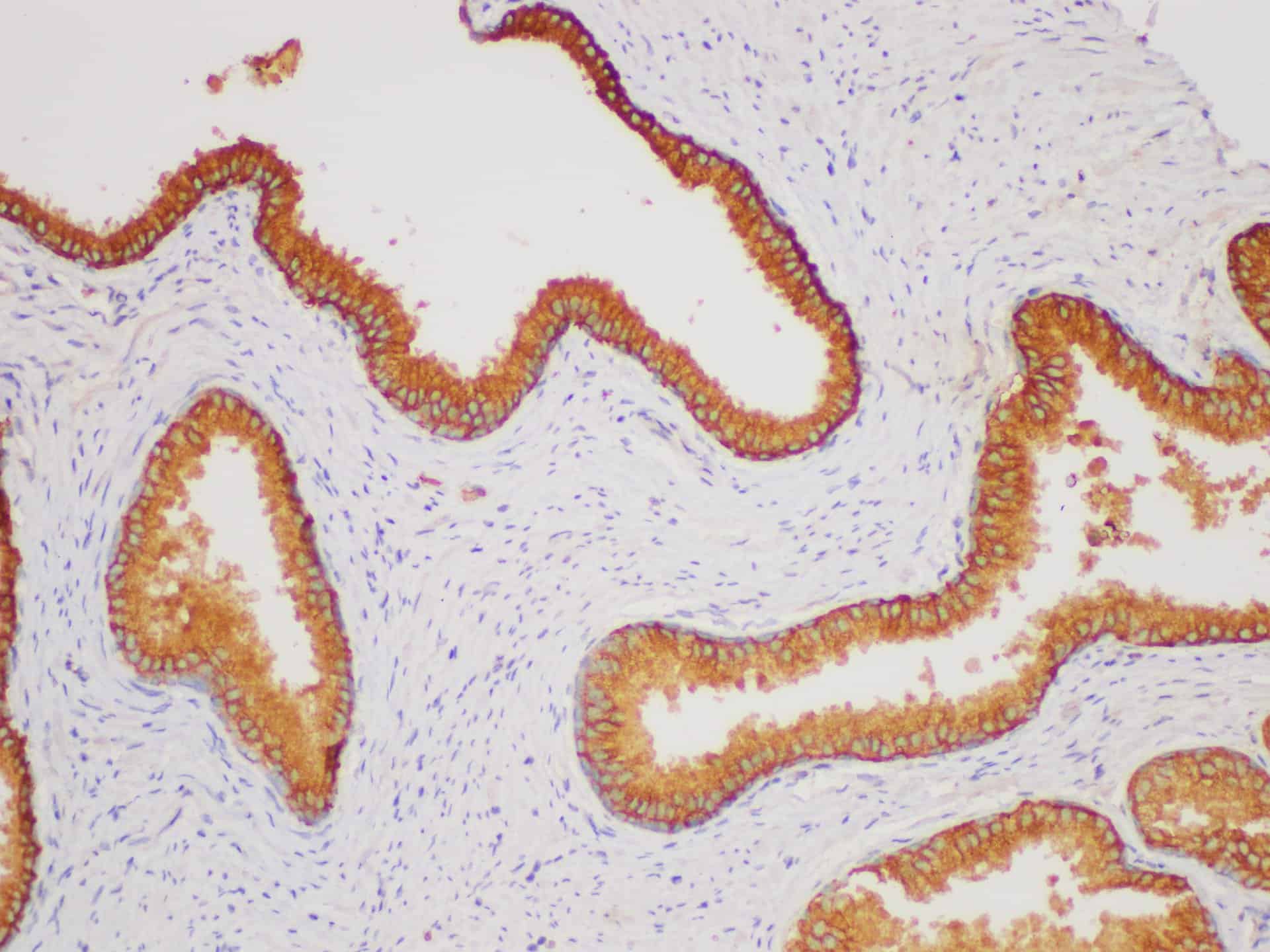 AF/LE Purified Anti-Human CD3 Antibody[OKT-3]-产品推荐-3