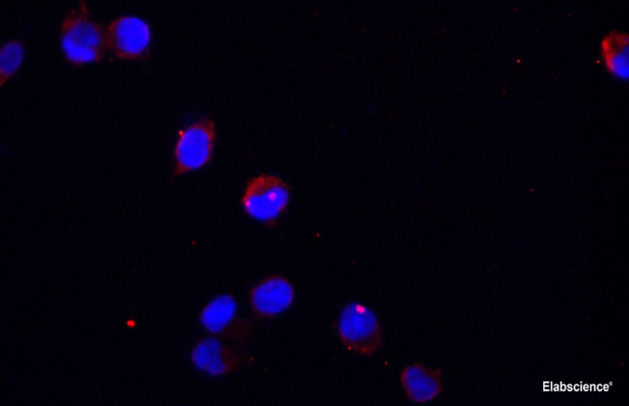 AF/LE Purified Anti-Mouse H-2 Antibody[M1/42]-产品推荐-1