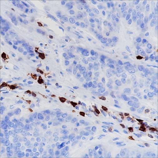 Recombinant CD278/ICOS Monoclonal Antibody-searchlist-1