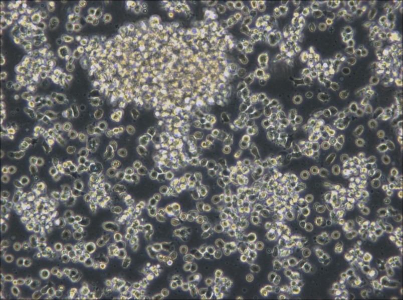 HCC38 BL Cell Complete Medium - small - 5