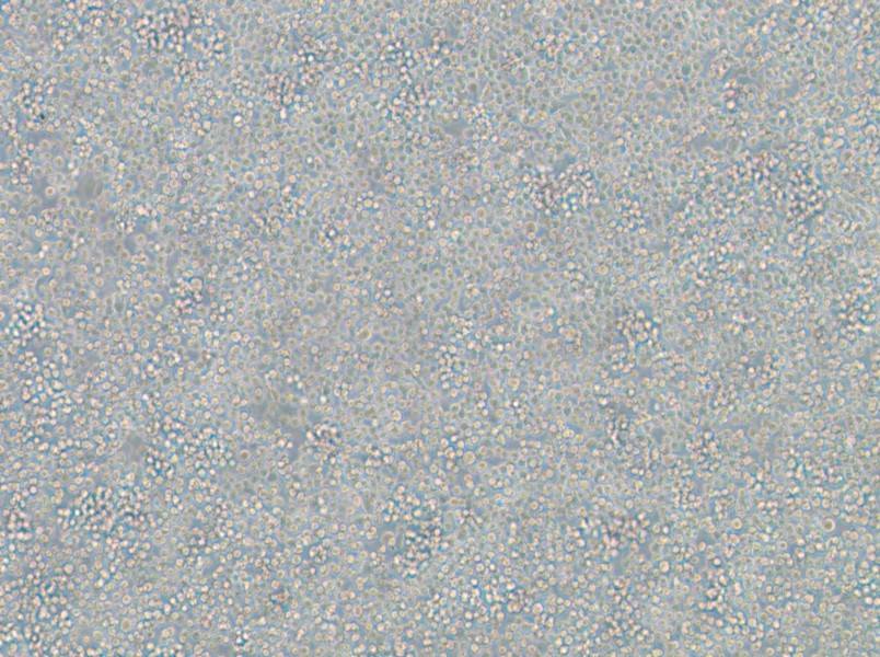 WIL2 S Cell Complete Medium-searchlist-1