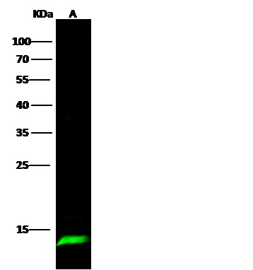 Recombinant SAA4 Monoclonal Antibody - small - 3