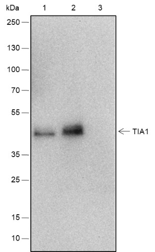 Recombinant TIA1 Monoclonal Antibody - 3
