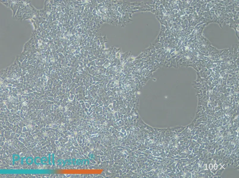 H9 Cell Complete MediumH9 Cell Complete Medium - 2