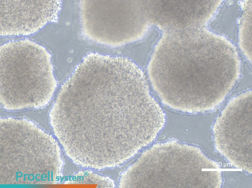 GM12878 Cell Complete MediumGM12878 Cell Complete Medium - 1