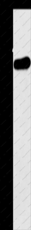 APOH Polyclonal Antibody - 1