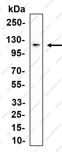 Recombinant Catenin-α1 Monoclonal Antibody - 1