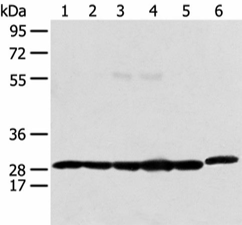 Western blot analysis of 293T Raji and Hela cell  using PRDX4 Polyclonal Antibody at dilution of 1:400