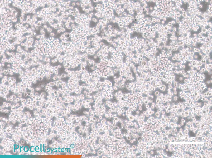 CTLL-2 Cell Complete Medium - 3