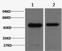 Western Blot analysis of 1) Mouse brain, 2) Rat brain using FN1 Monoclonal Antibody at dilution of 1:2000.