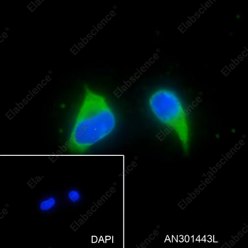 Recombinant BAP31 Monoclonal Antibody - 3