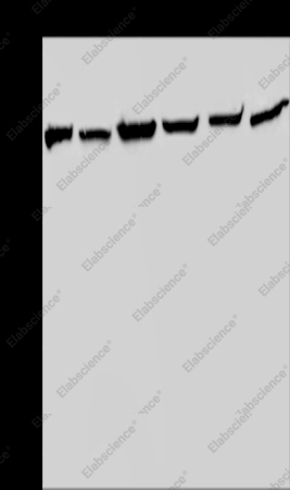 HSPA9 Polyclonal Antibody - 1