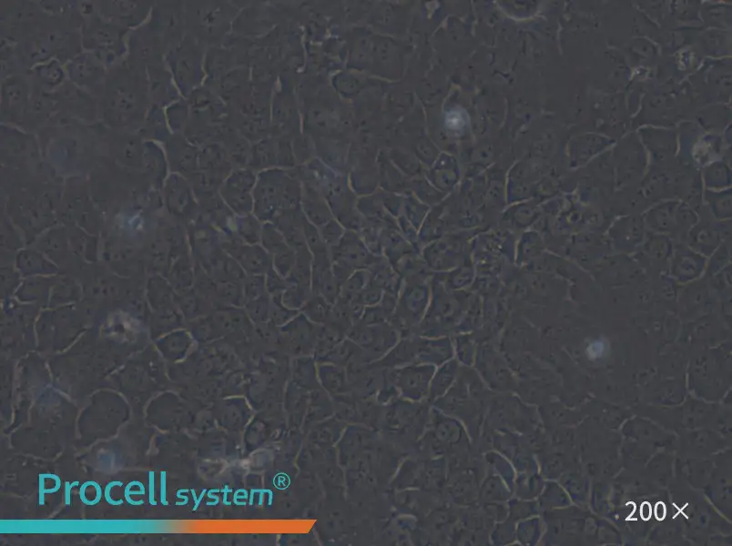 SCaBER Cell Complete Medium - 4
