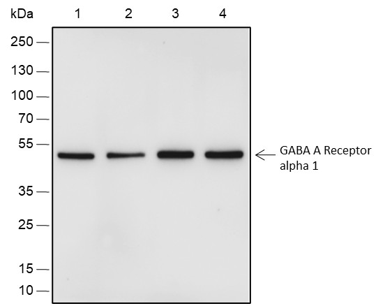 Recombinant GABA A Receptor alpha 1 Monoclonal Antibody-searchlist-1
