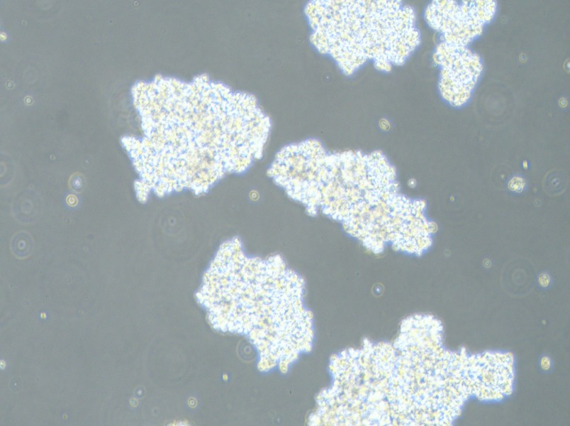 DMS 153 Cell Complete Medium-searchlist-1