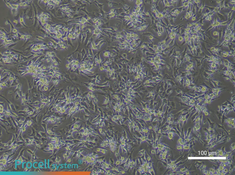 Mouse Cardiomyocyte Complete Medium - 2