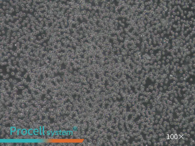 Mino Cell Complete Medium - 3