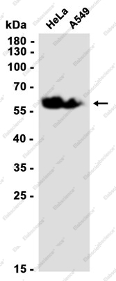 Recombinant Synapsin 2 Monoclonal Antibody - 2
