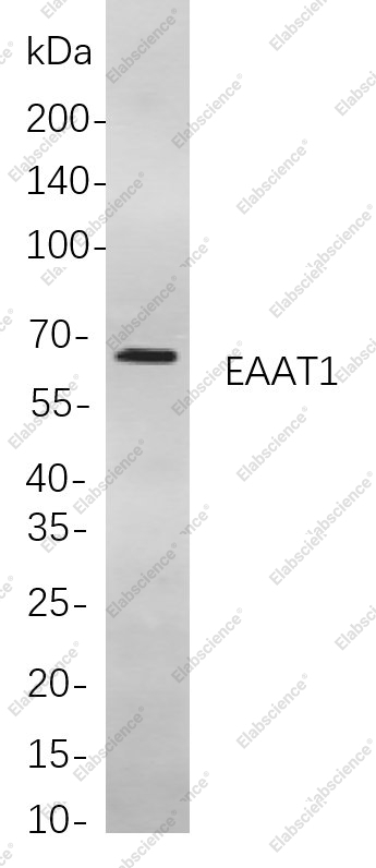 Recombinant EAAT1 Monoclonal Antibody - 1
