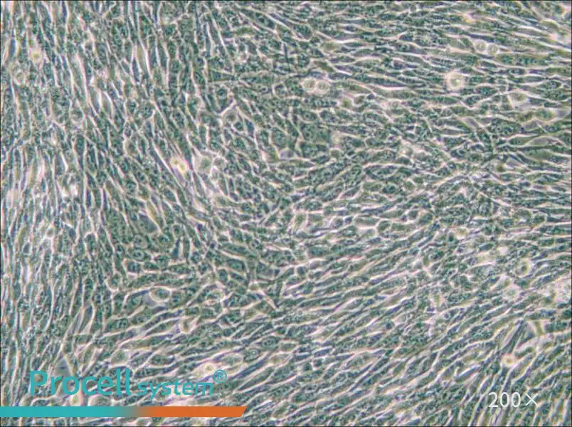 3T6-Swiss albino Cell Complete Medium - 4