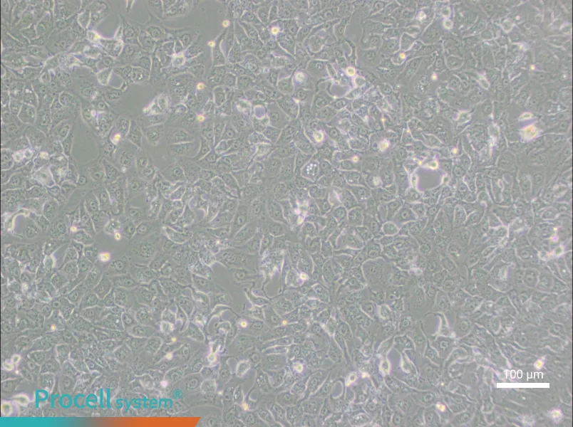 BHT101 - 1