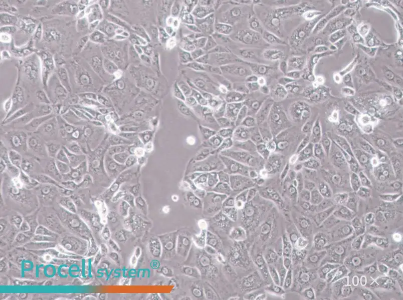 ACT-1 Cell Complete MediumACT-1 Cell Complete Medium - 2