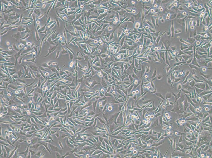 PC-3-RFP Cell Complete Medium - small - 5