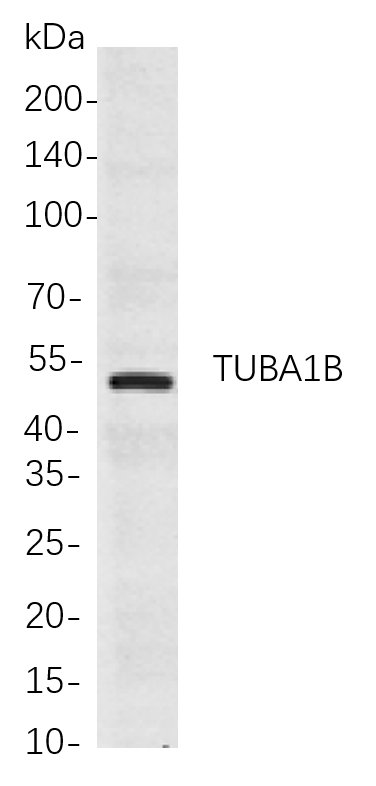 Recombinant TUBA1B Monoclonal Antibody-searchlist-1