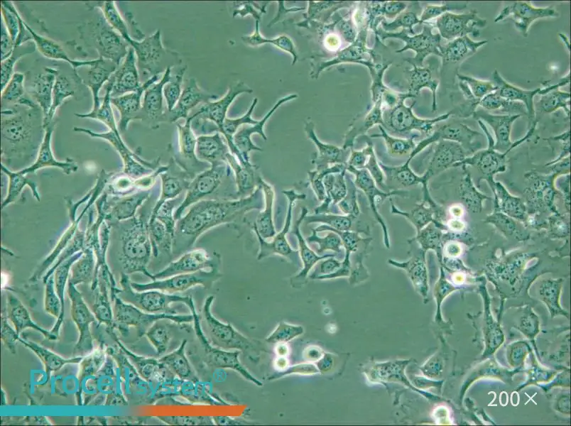 KYSE-410 Cell Complete Medium - small - 6