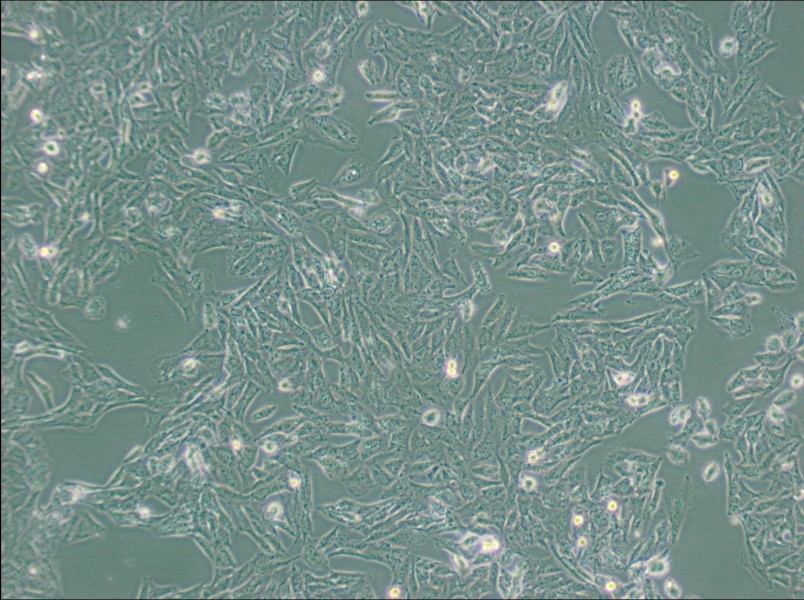 NCI-H647 Cell Complete MediumNCI-H647 Cell Complete Medium - 3