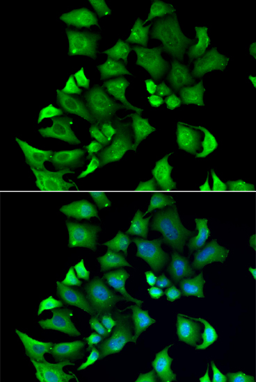 Immunofluorescence analysis of A549 cells using ENTPD2 Polyclonal Antibody