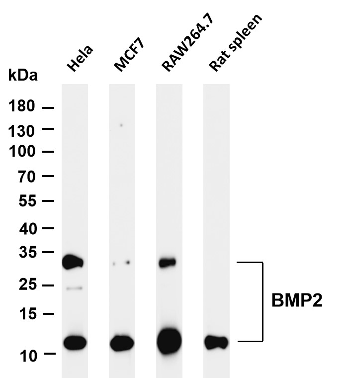 Recombinant BMP2 Monoclonal Antibody-searchlist-1