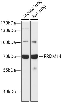 Western blot analysis of extracts of various cell lines using PRDM14 Polyclonal Antibody at 1:1000 dilution.