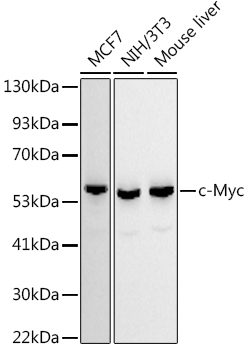 Western blot analysis of HeLa using c-Myc Polyclonal Antibody at 1:500 dilution.