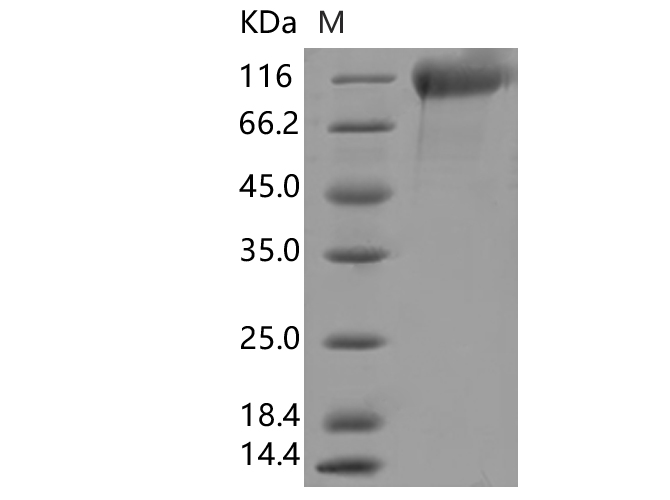 Immobilized human ACE2 protein (Fc tag)(Cat: PKSH031870) at 2 ug/mL (100 uL/well) can bind SARS-CoV-2 (2019-nCoV) Spike S1(HV69-70 deletion, Y144 deletion, N501Y, A570D, D614G, P681H)-His (PKSV030347), the EC50 of PKSV030347 is 10-60 ng/mL.