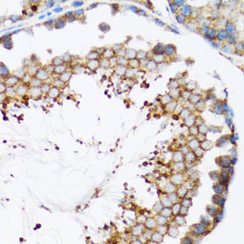 Immunohistochemistry of paraffin-embedded Mouse testis using HYOU1 Polyclonal Antibody at dilution of 1:100 (40x lens).
