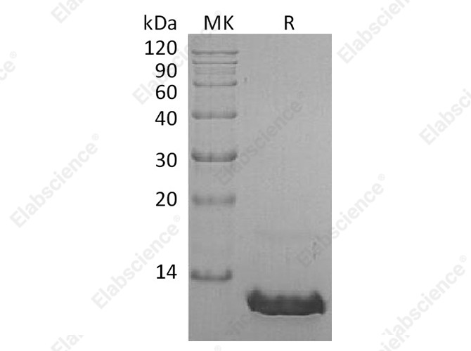 Recombinant Human CCL8/MCP-2 Protein - 1