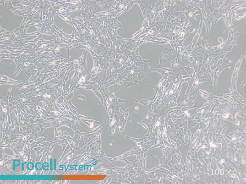 Renca [RenCa] Cell Complete Medium - 2