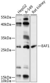 Western blot analysis of extracts of various cell lines using EAF1 Polyclonal Antibody at 1:1000 dilution.