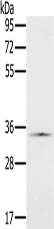 Western Blot analysis of Hela cell using NDUFA9 Polyclonal Antibody at dilution of 1:400