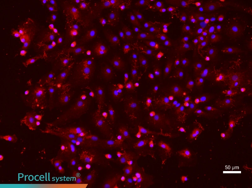 Rat Hepatic Parenchymal Cell Complete Medium - 1