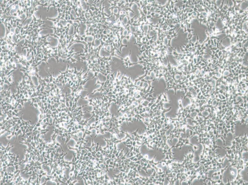 HKb20 Cell Complete Medium-searchlist-1