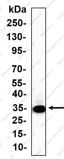 Recombinant CD74 Monoclonal Antibody - 1
