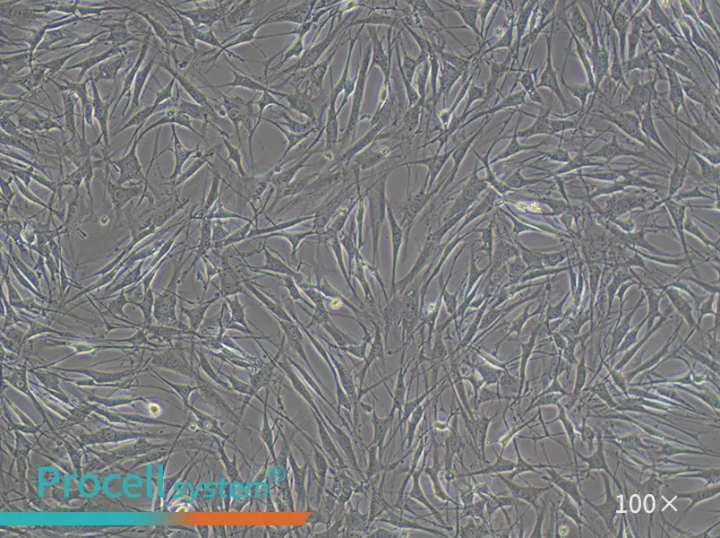 OP9 Cell Complete MediumOP9 Cell Complete Medium - 2