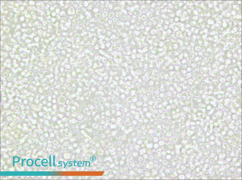 OKT 11 Cell Complete Medium - small - 6