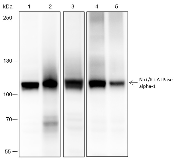 Recombinant Na+/K+ ATPase alpha-1 Monoclonal Antibody-searchlist-1
