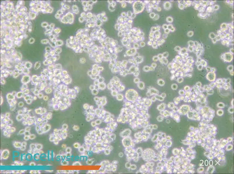 EB-3 Cell Complete Medium - 4